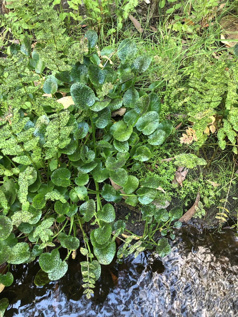 Ornduffia umbricola var. umbricola photo 2