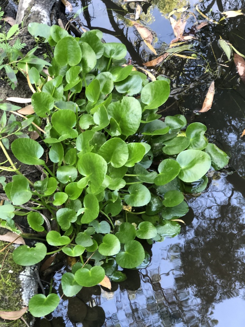 Ornduffia umbricola var. umbricola photo 3