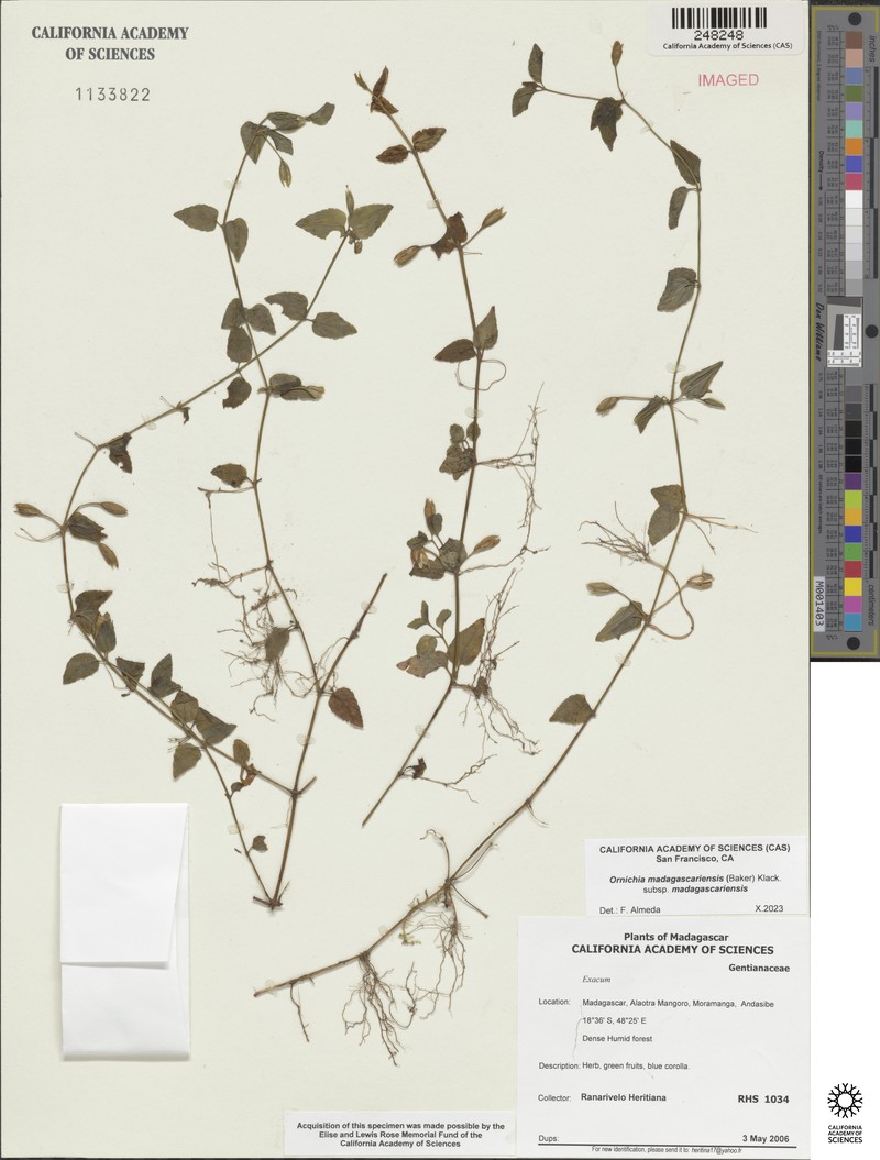 Ornichia madagascariensis subsp. madagascariensis
