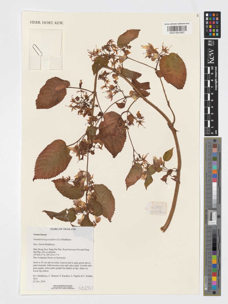 Ornithoboea grandiflora