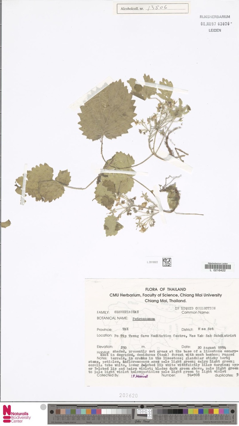 Ornithoboea maxwellii var. minutiflora