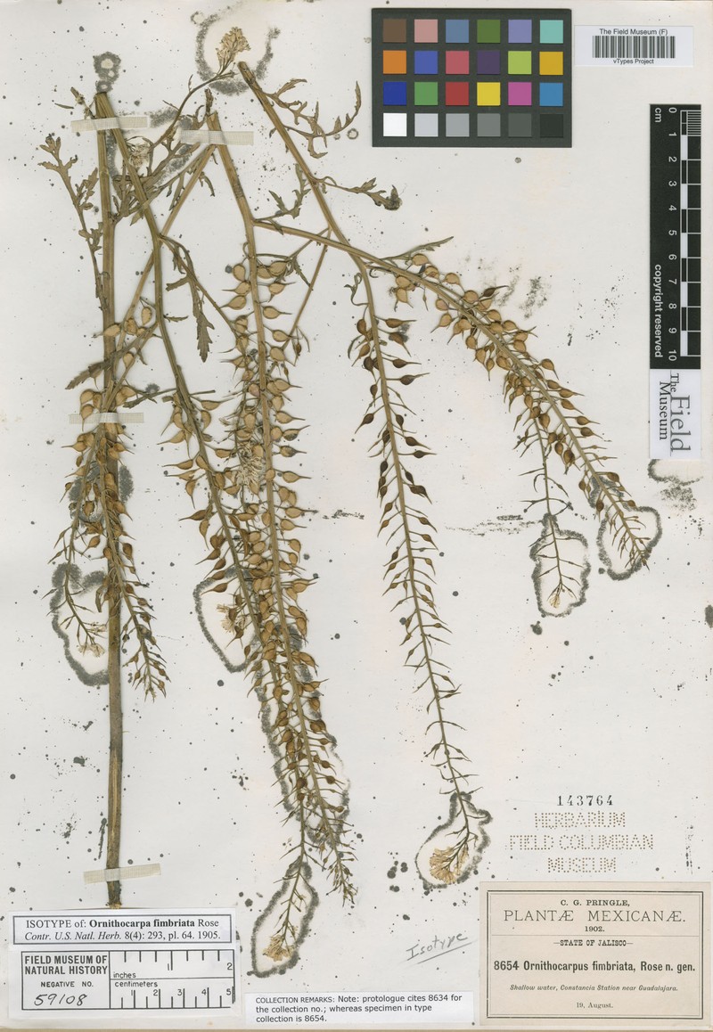 Ornithocarpa fimbriata