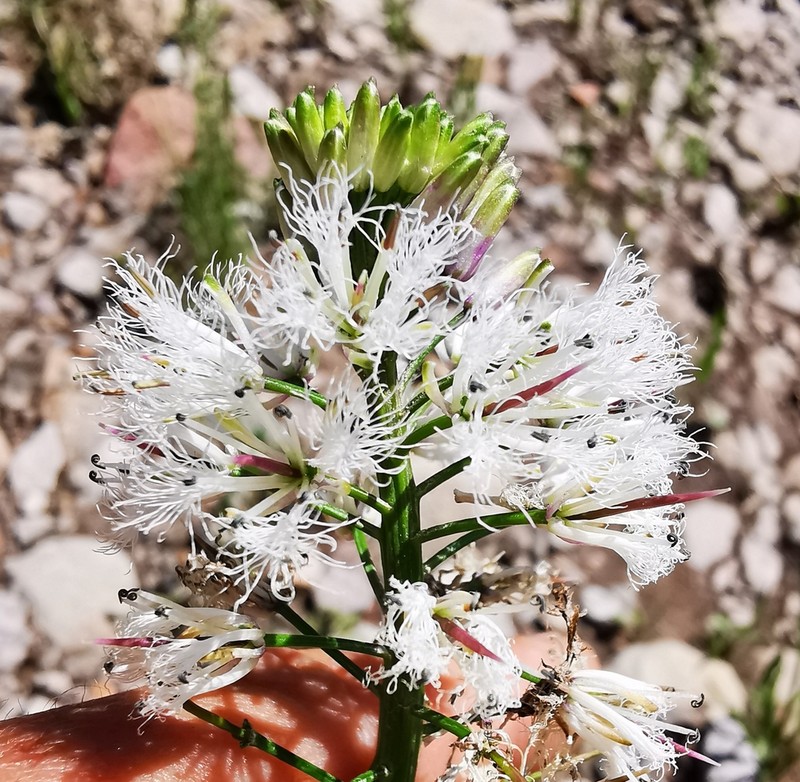 Ornithocarpa torulosa