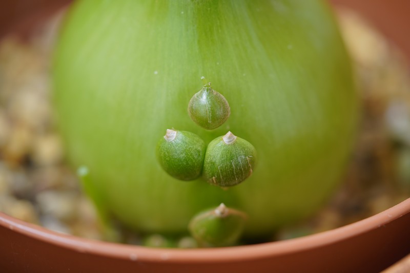 False Seaonion photo 2