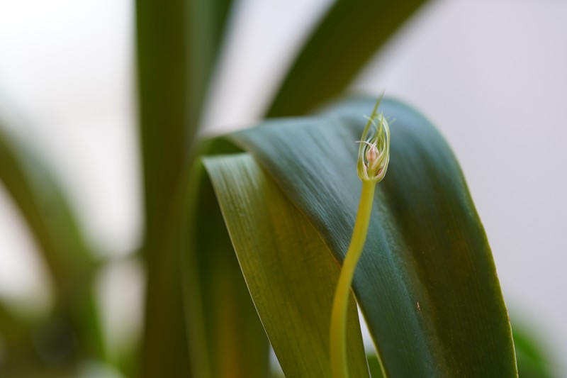 False Seaonion photo 4