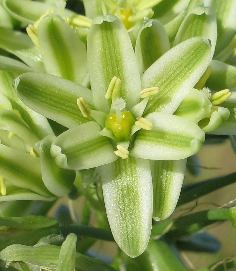 False Seaonion