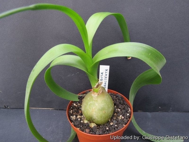 False Seaonion photo 6