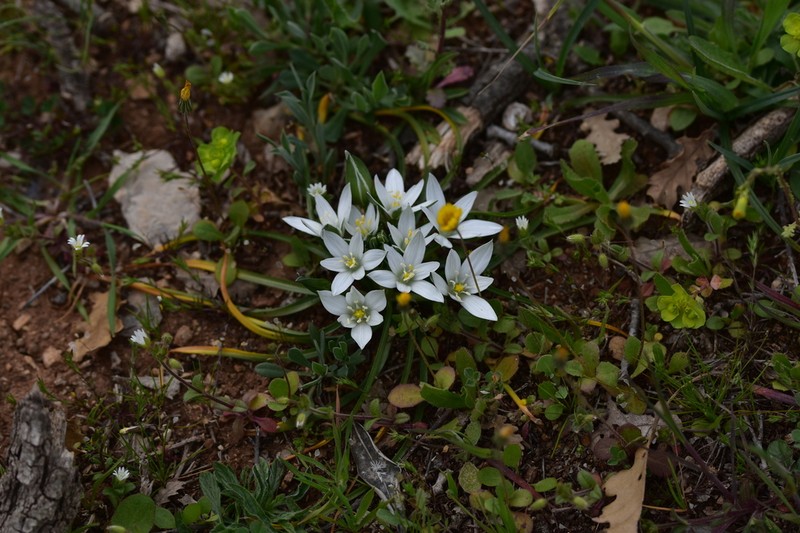 Ornithogalum dalmaticum
