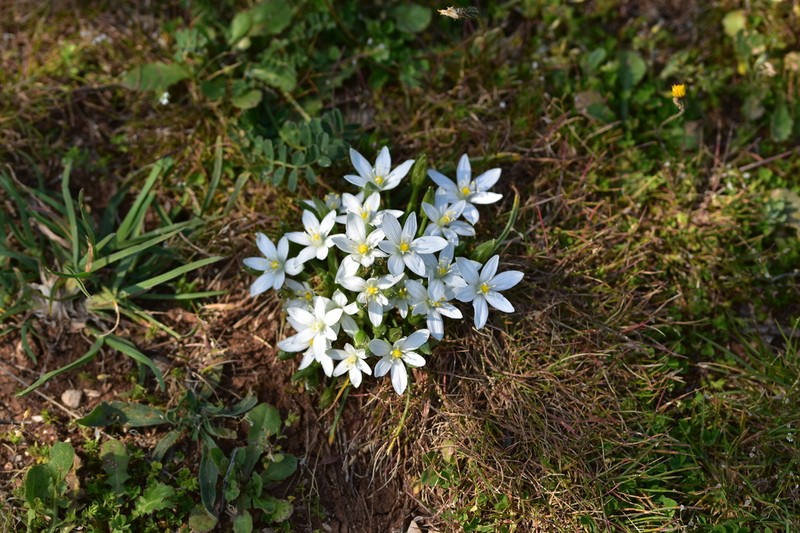 Ornithogalum dalmaticum photo 2