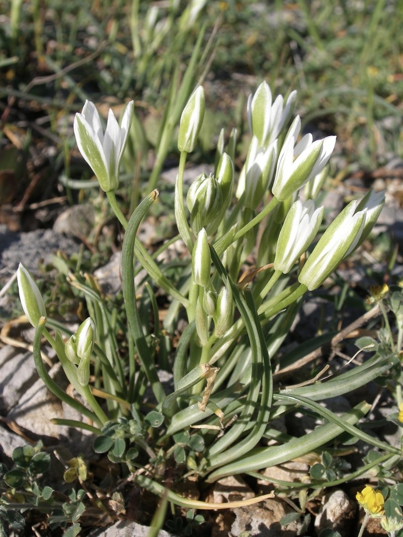 Ornithogalum dalmaticum photo 3