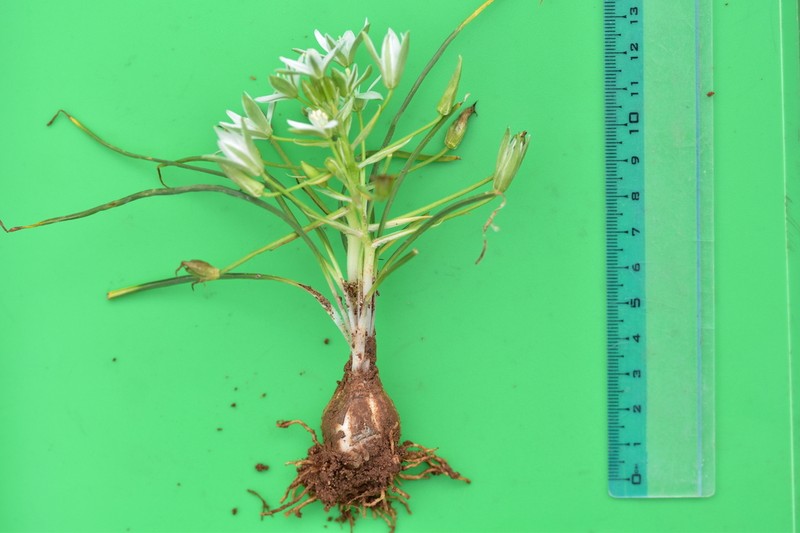 Ornithogalum dalmaticum photo 4