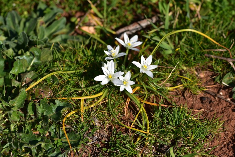 Ornithogalum dalmaticum photo 5