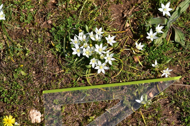Ornithogalum dalmaticum photo 6