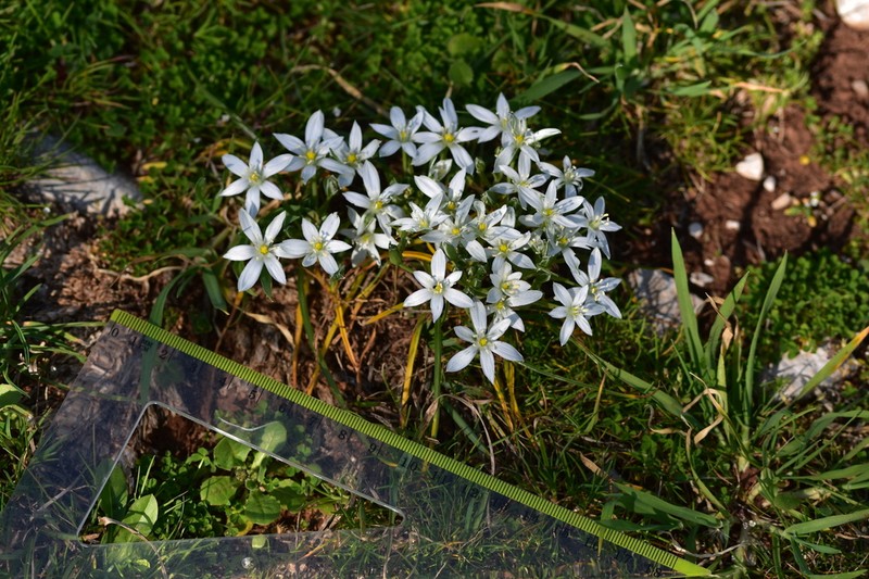 Ornithogalum dalmaticum photo 7