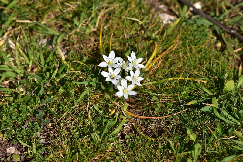 Ornithogalum dalmaticum photo 8