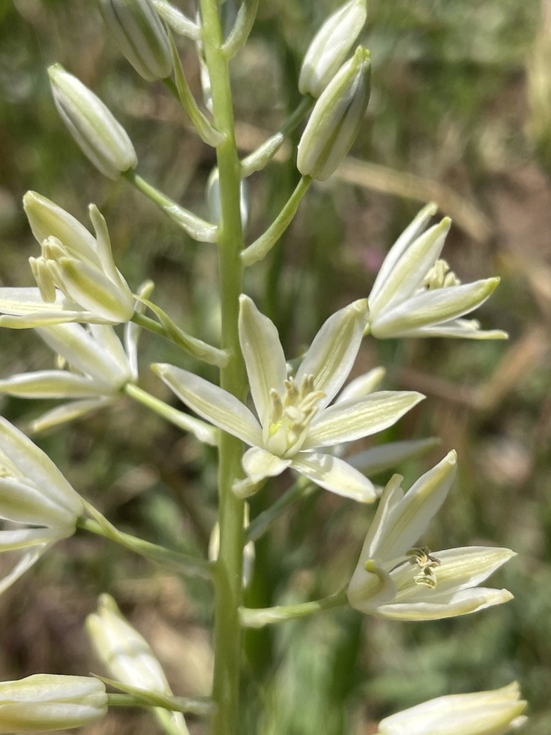 Ornithogalum harbrum
