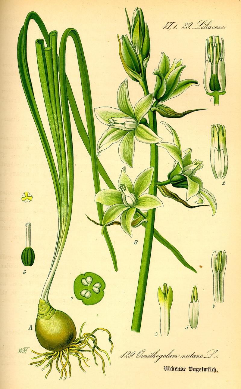 Drooping Star Of Bethlehem photo 5