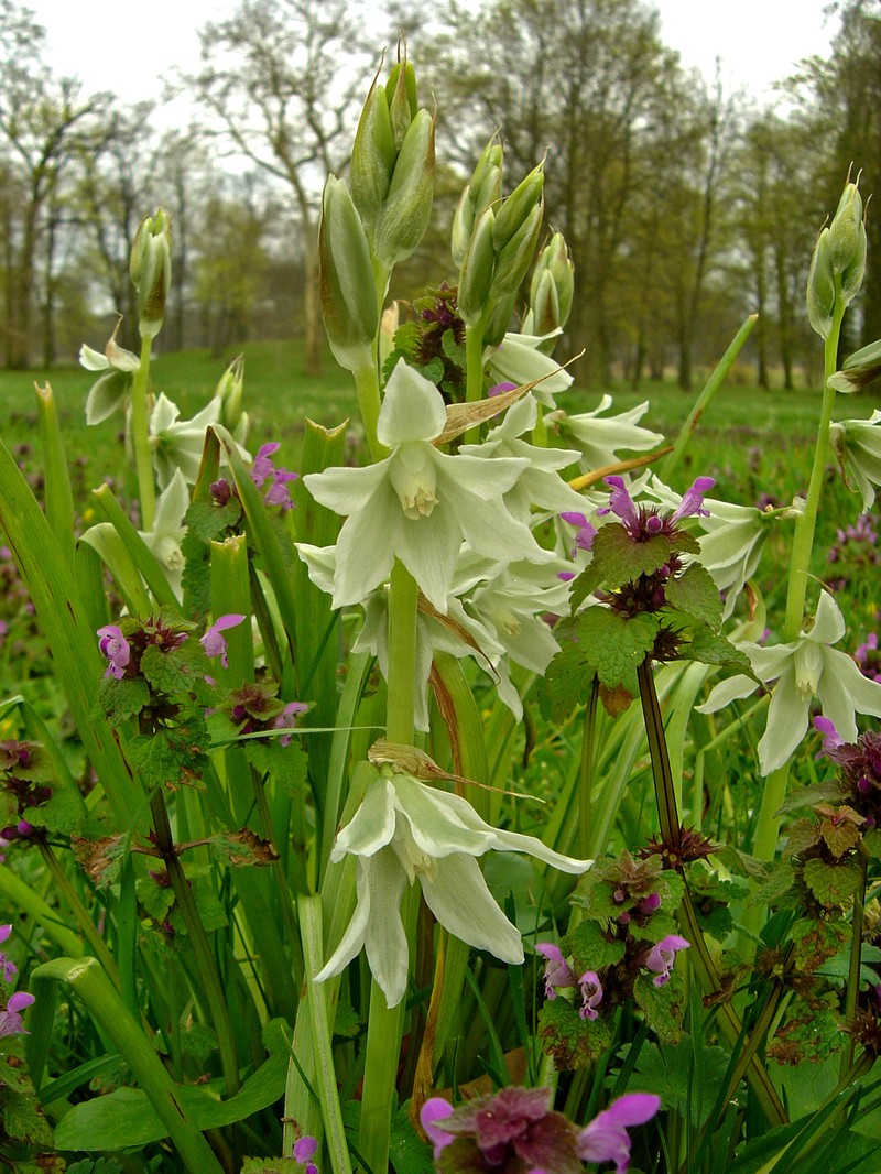 Drooping Star Of Bethlehem photo 2