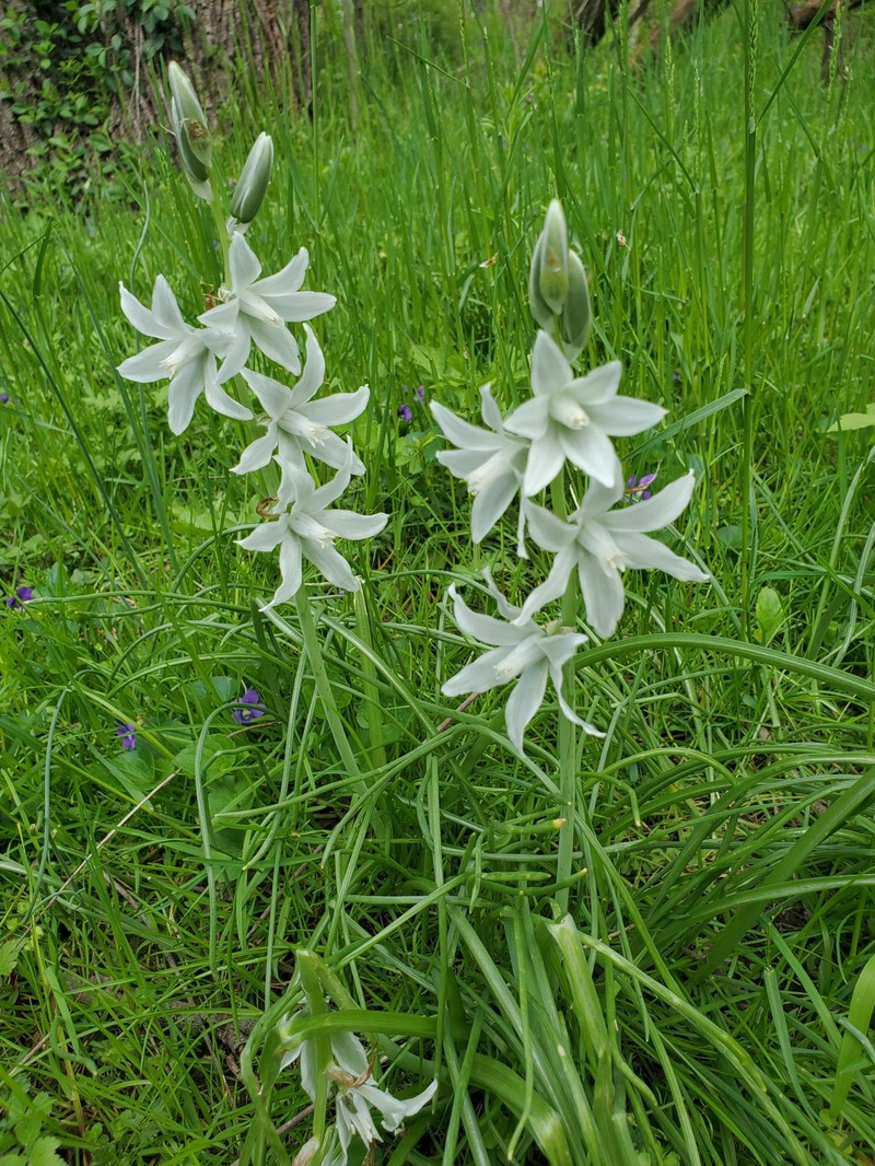 Drooping Star Of Bethlehem photo 3