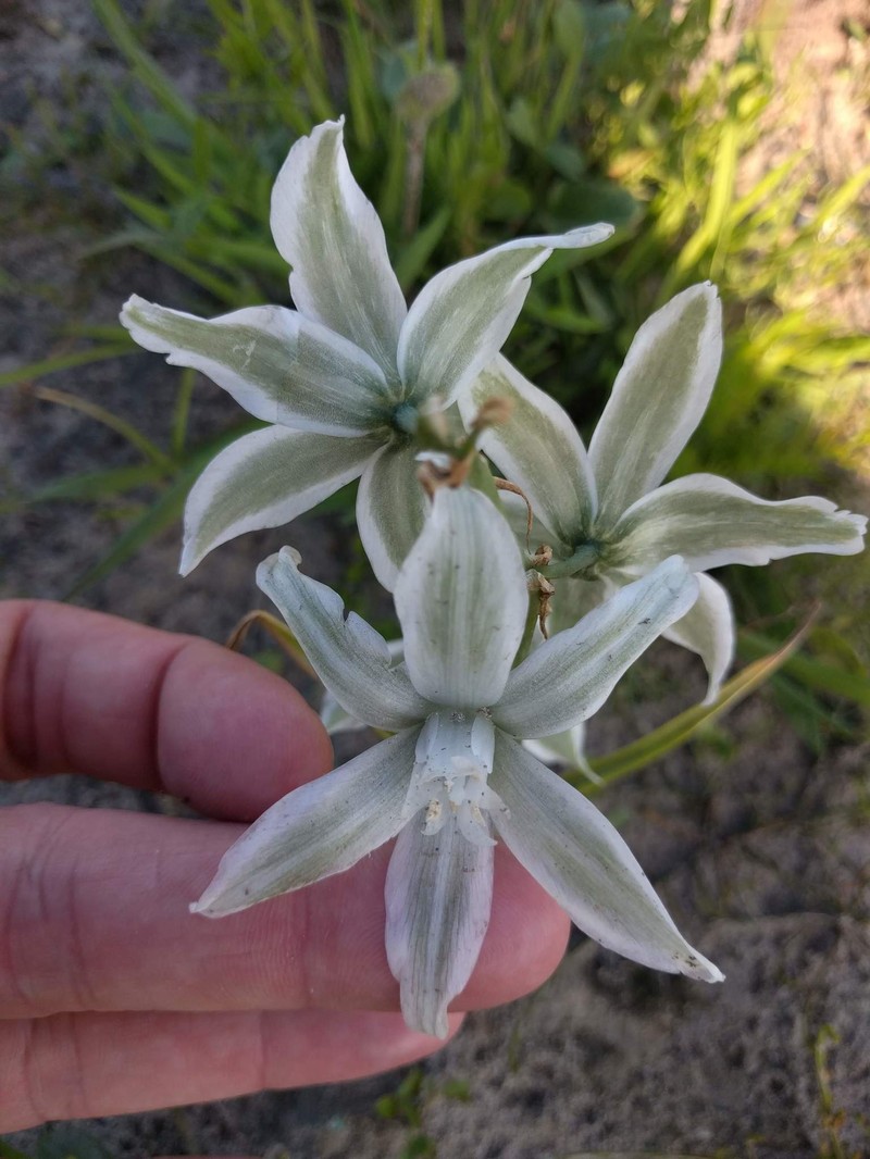 Drooping Star Of Bethlehem photo 4