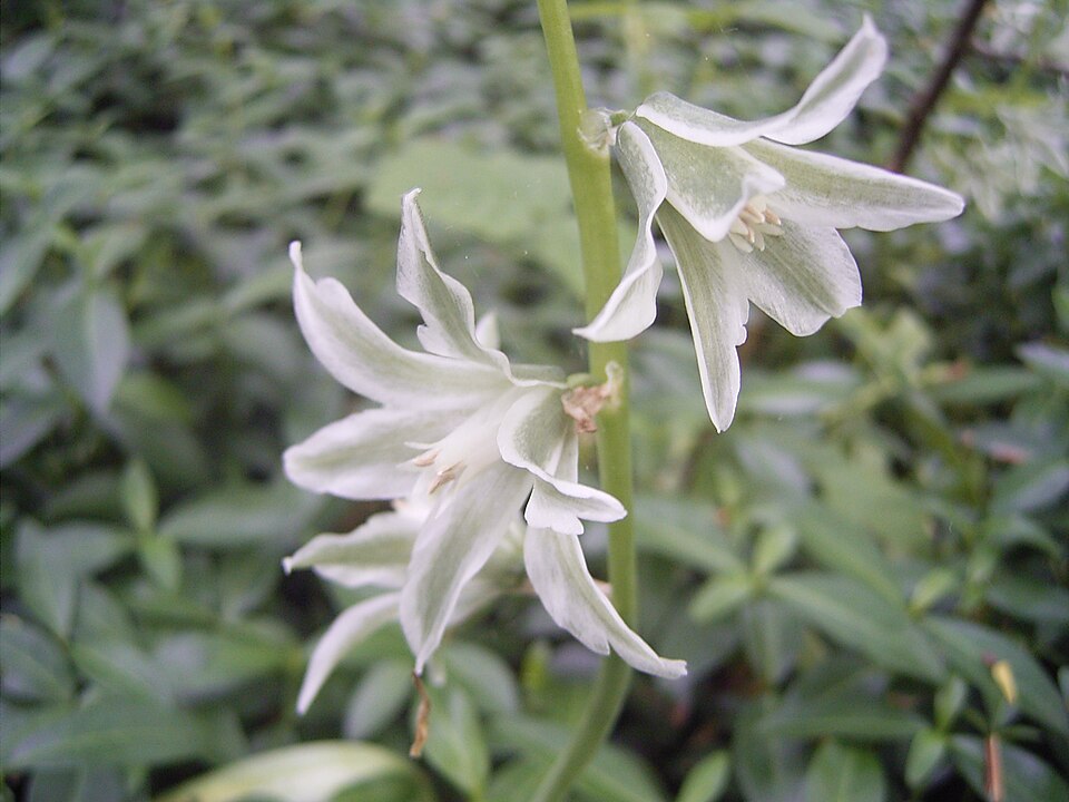 Drooping Star Of Bethlehem