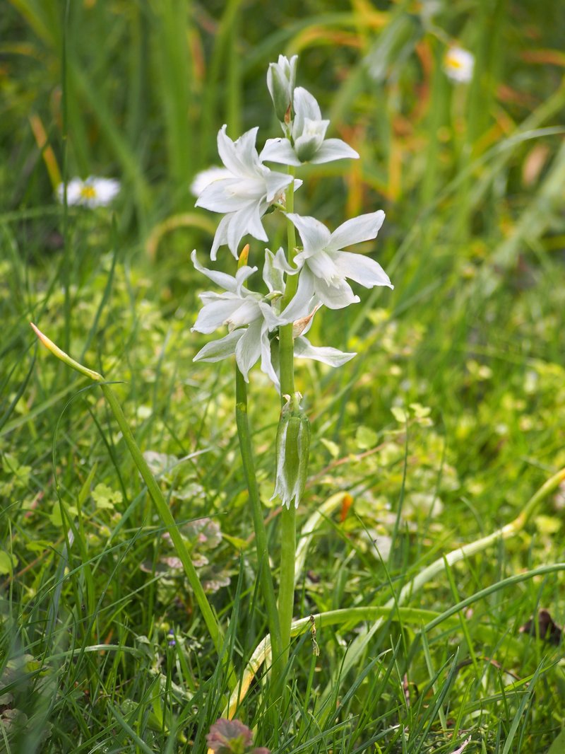 Drooping Star Of Bethlehem photo 6