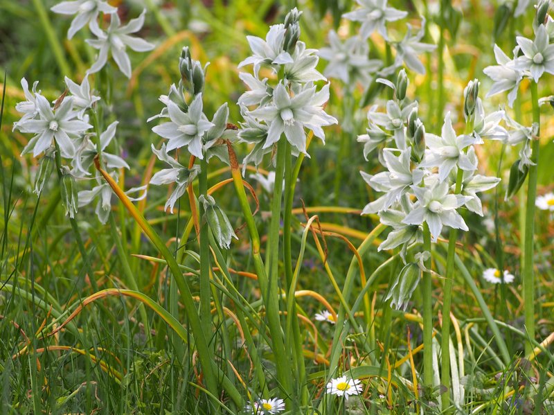 Drooping Star Of Bethlehem photo 7
