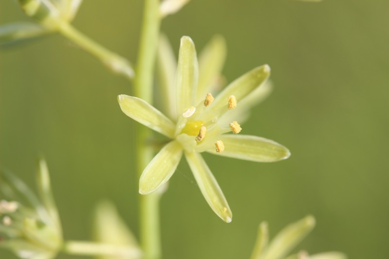 Pyrenees Star Of Bethlehem photo 5