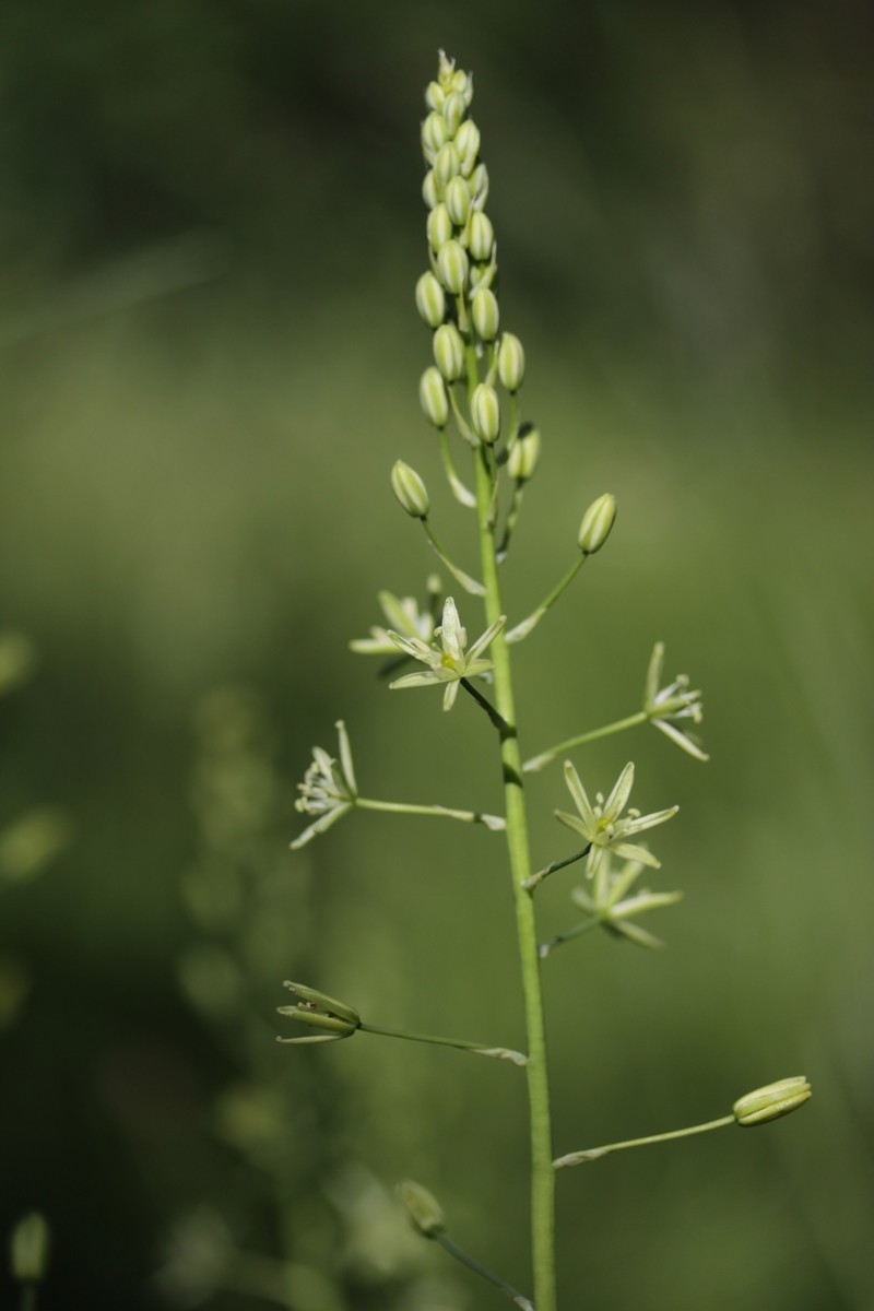 Pyrenees Star Of Bethlehem photo 6
