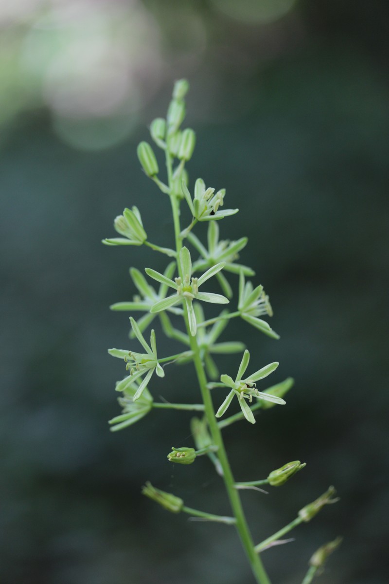 Pyrenees Star Of Bethlehem photo 7
