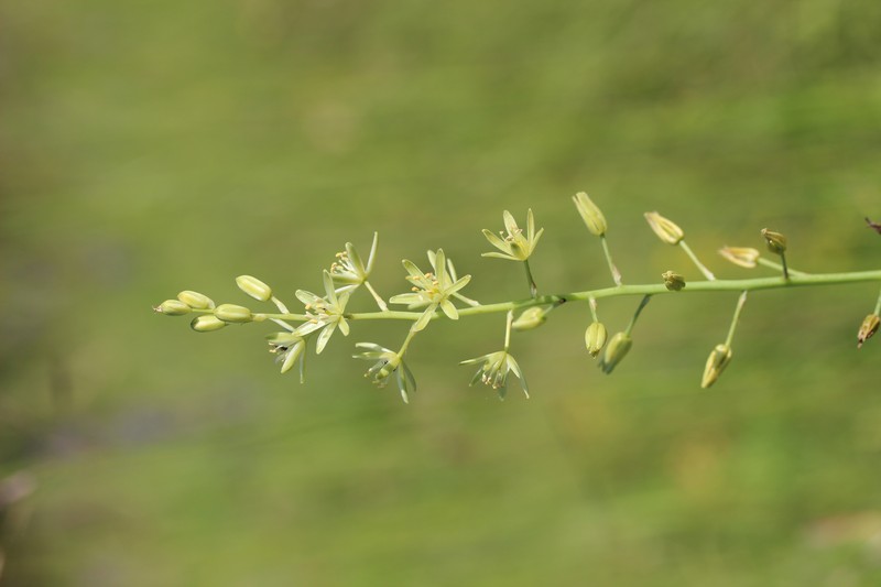 Pyrenees Star Of Bethlehem photo 3