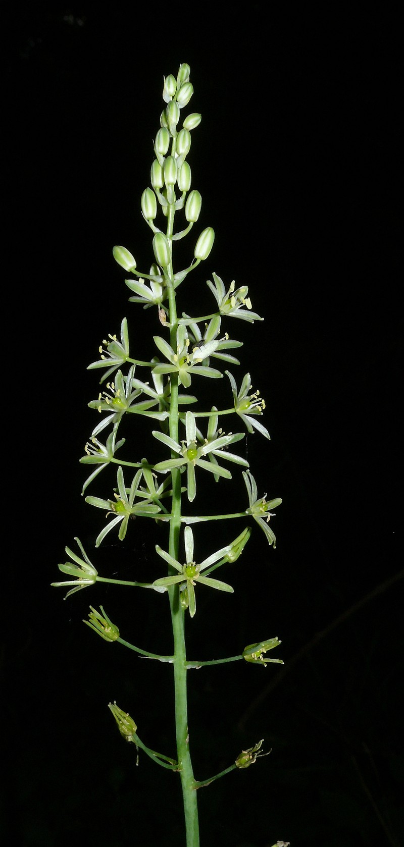 Pyrenees Star Of Bethlehem photo 4