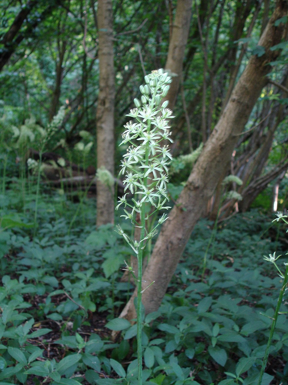 Pyrenees Star Of Bethlehem