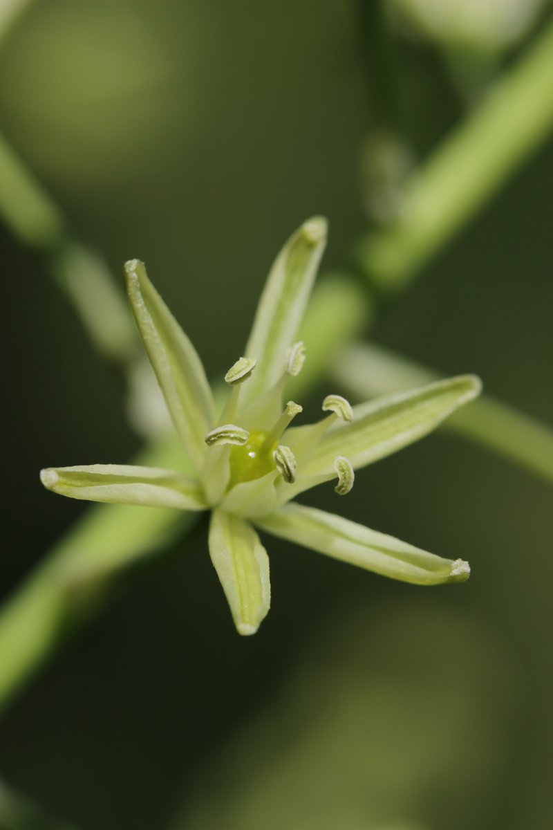 Pyrenees Star Of Bethlehem photo 8