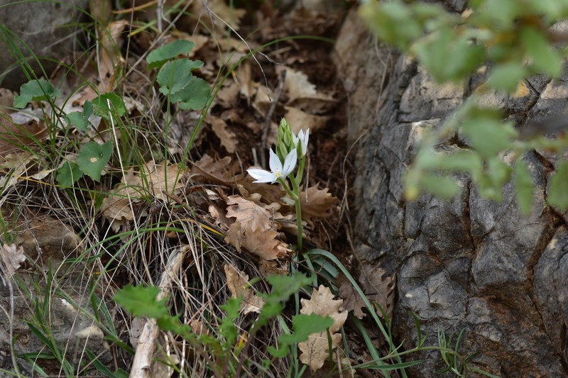 Ornithogalum televirnum