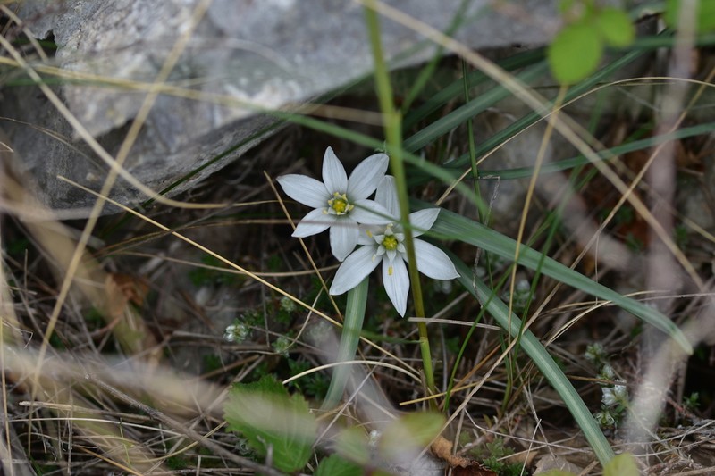 Ornithogalum televirnum photo 2