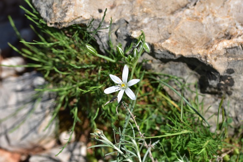 Ornithogalum televirnum photo 3