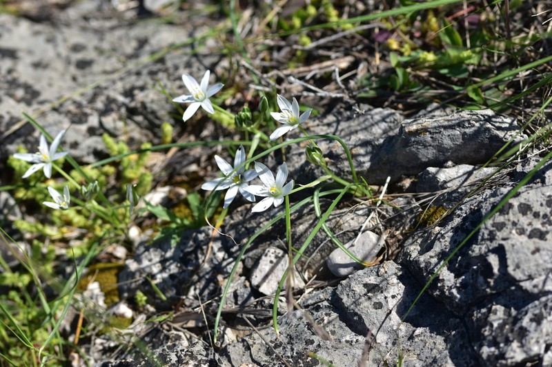 Ornithogalum televirnum photo 4