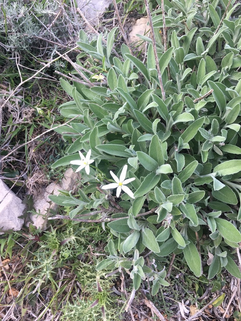 Ornithogalum televirnum photo 5