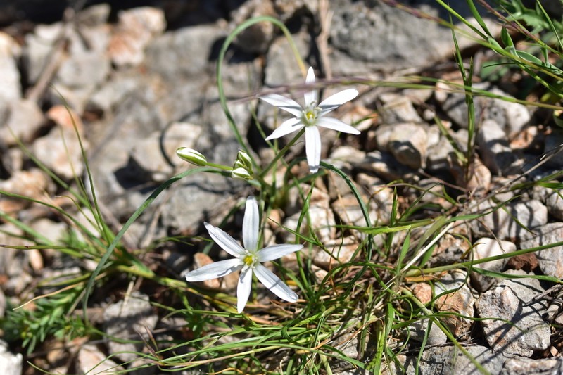 Ornithogalum televirnum photo 6