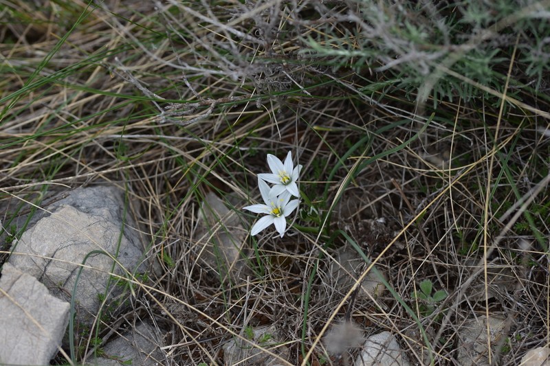 Ornithogalum televirnum photo 7