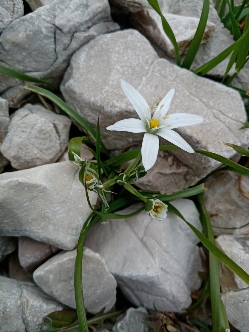 Ornithogalum televirnum photo 8