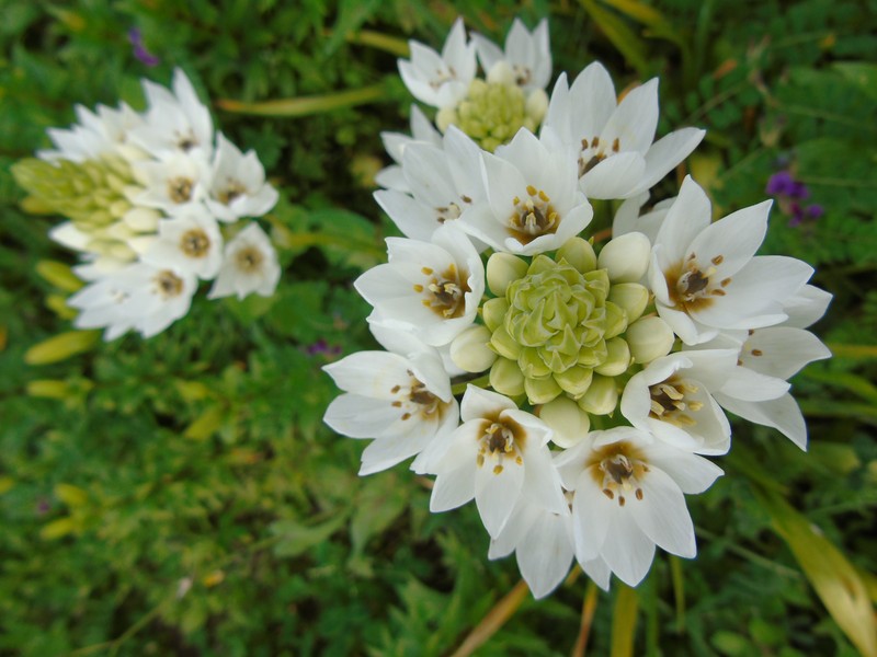 Wonder Flower photo 5