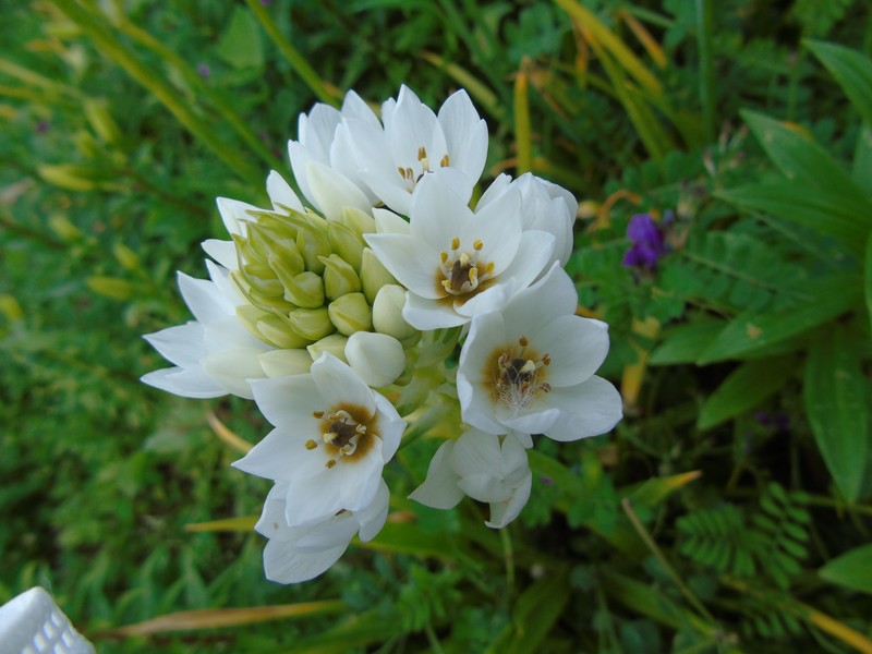 Wonder Flower photo 6
