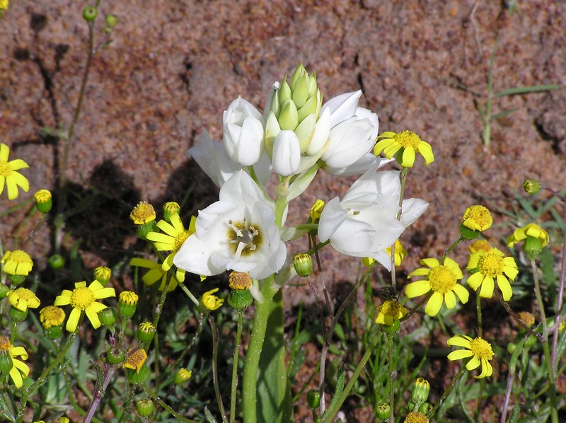 Wonder Flower photo 2