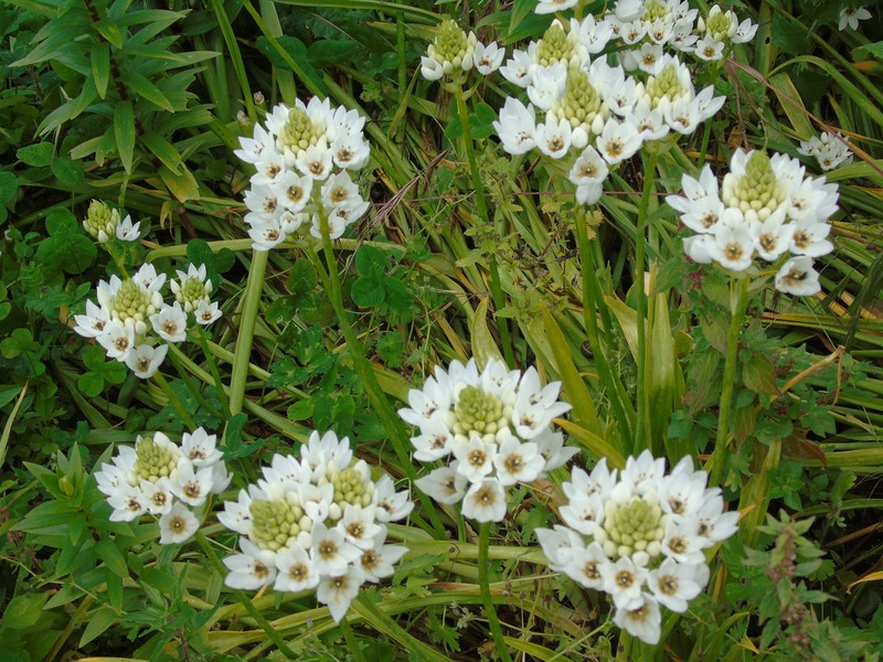 Wonder Flower photo 3
