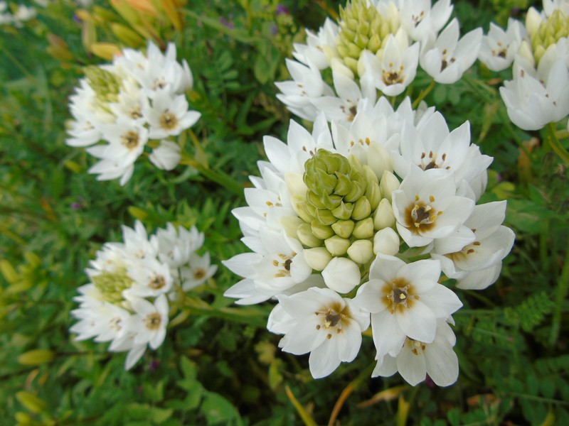 Wonder Flower photo 4