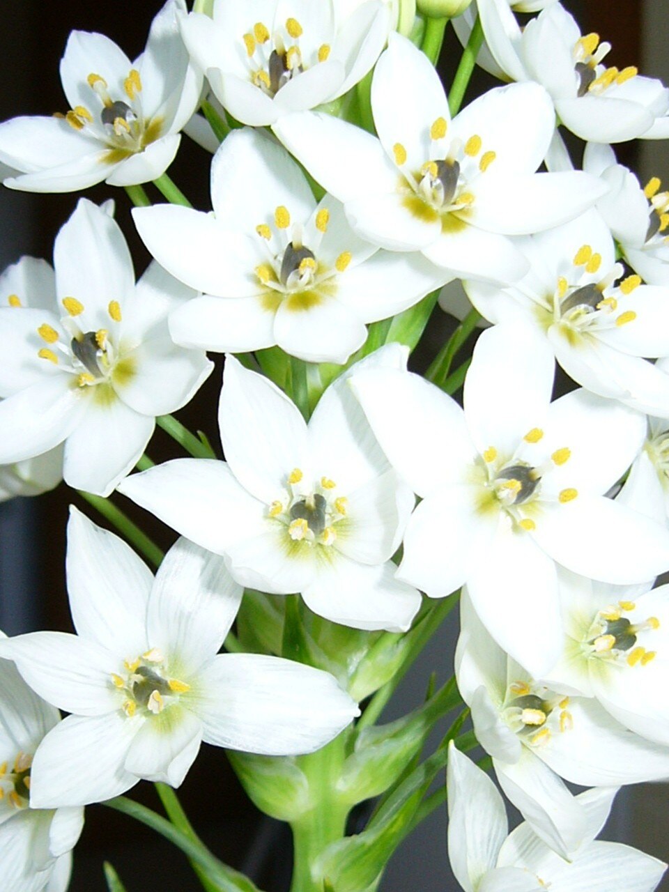Wonder Flower photo 7
