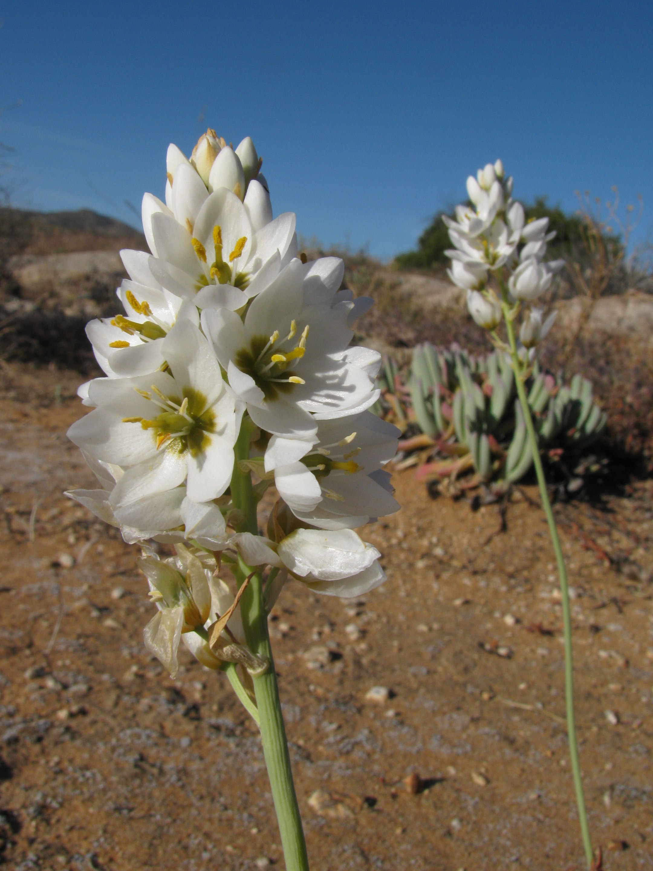 Wonder Flower photo 8