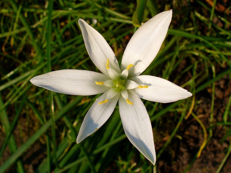 Star Of Bethlehem photo 2